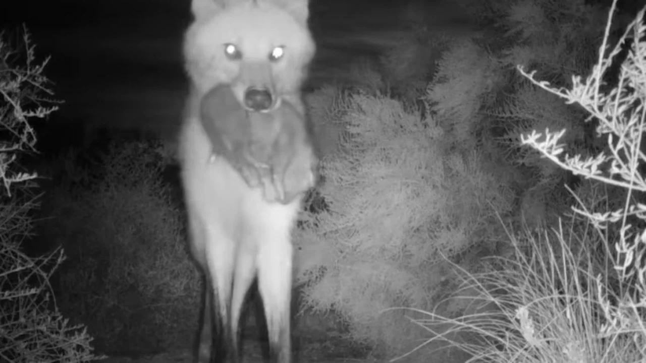 Notaron un comportamiento extraño en una aguará guazú en Córdoba, pusieron cámaras trampa y descubrieron la mejor noticia
