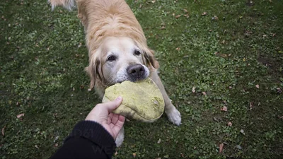 Golden retriever. Golden retriever.
