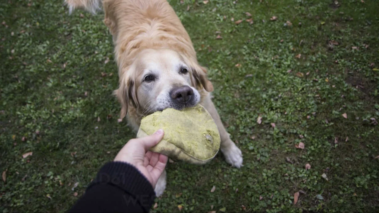 Golden retriever.