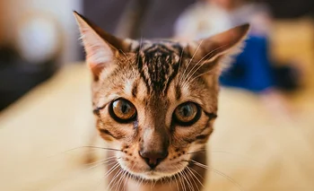Carlos Gutiérrez: “Cuando un gato se acerca con la cola levantada es un signo" | Animales