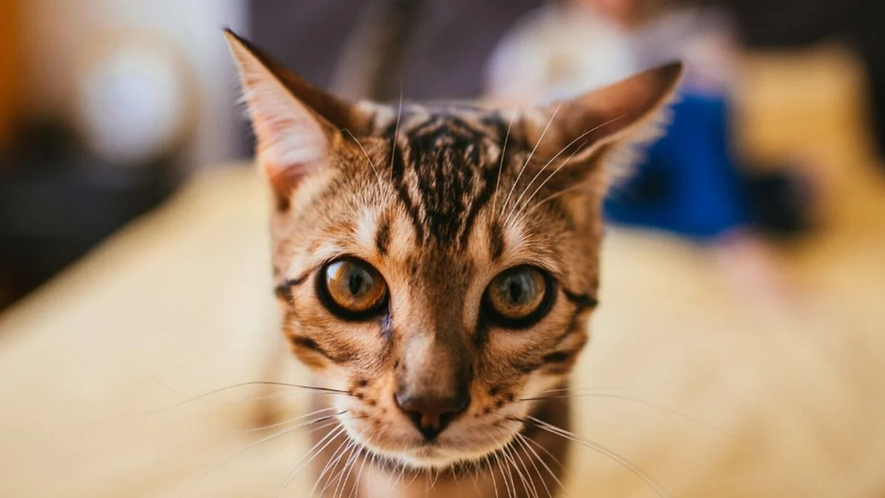 Carlos Gutiérrez, veterinario: “Cuando un gato se acerca con la cola levantada es un signo de que viene en son de paz”