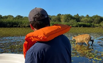 Existe un safari en Argentina y se pueden ver carpinchos y yacarés | Escapadas
