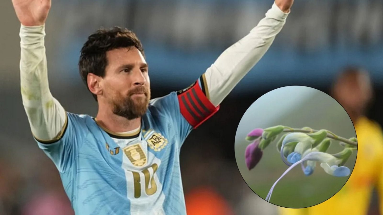 Científicos peruanos descubrieron una nueva flor y la bautizaron Salvia messii en honor a Messi