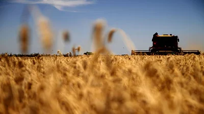 Comienza la cosecha de trigo en Santiago del Estero con buenas expectativas y proyección de exportación Comienza la cosecha de trigo en Santiago del Estero con buenas expectativas y proyección de exportación