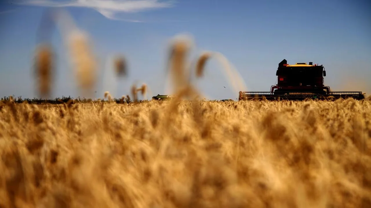 Comienza la cosecha de trigo en Santiago del Estero con buenas expectativas y proyección de exportación