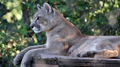 Animales Animales