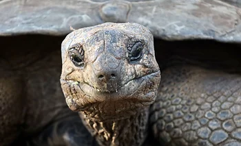 Nació en 1832, sobrevivió a dos guerras mundiales y tiene 194 años | Animales