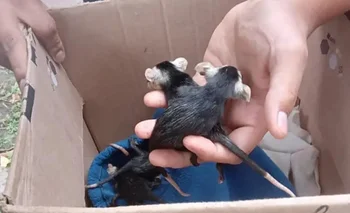 Rescatan ocho crías de zarigüeya en una vivienda de Chaco | Animales
