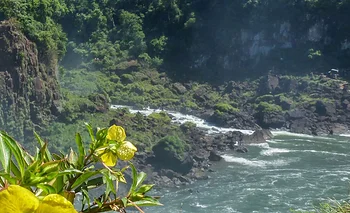 Misiones: la reserva que protege 78 hectáreas de selva nativa y conecta áreas clave | Ambiente