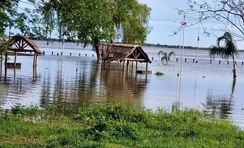 Litoral:  yacarés y serpientes llegan a las costas por El Niño y piden extremar cuidados | Animales