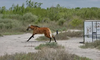 Liberaron un aguará guazú que había sido rescatado en Córdoba: cómo es el parque donde viv | Animales