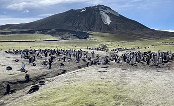 ¿Por qué cayó un 41% la población de pingüinos en una isla antártica? | Animales
