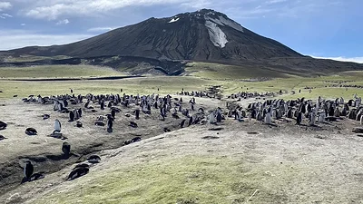 Pingüinos. Pingüinos.
