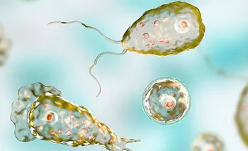 Ameba comecerebros: qué es, síntomas y dónde se encuentra lo que causó la muerte de un niñ | Salud