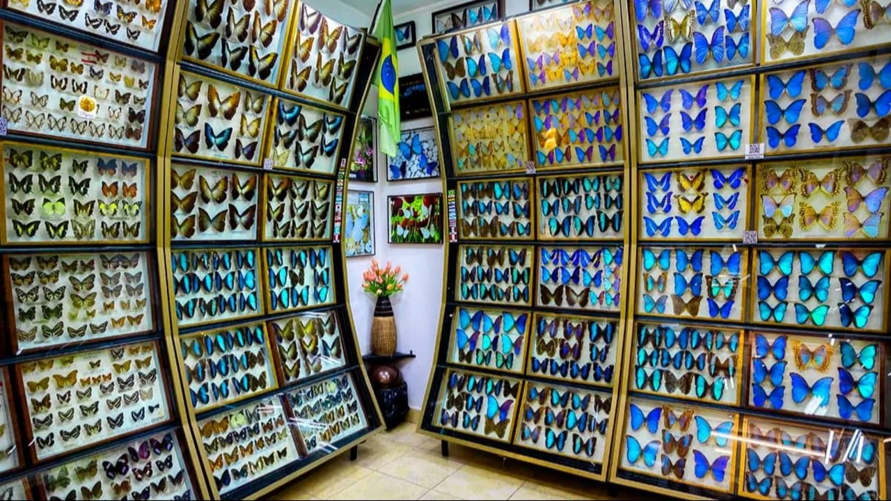 Museo Mariposas del Mundo