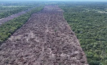Avanza el desmonte en Chaco: denuncian permisos de Zdero y alertan por el daño ambiental | Desmontes