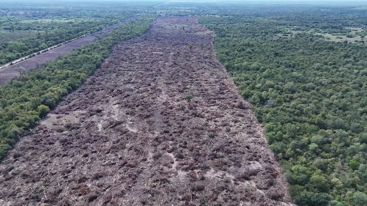 Avanza el desmonte en Chaco: denuncian que Zdero otorgó permisos y alertan por las consecuencias ambientales 