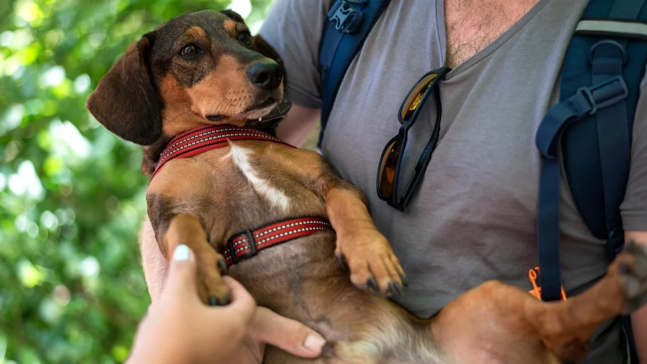 Víctor Mañero, entrenador canino: "Saludar al perro en la entrada de casa es la semilla de la mala educación del animal"