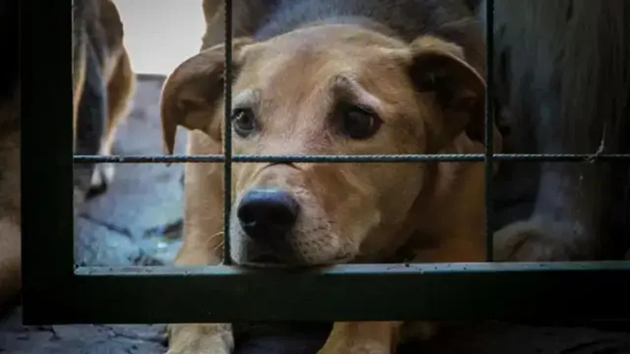 Perro en un refugio.
