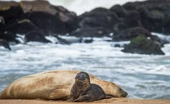 Sobrevivió 10 días y conmueve a Mar del Plata: la llegada de Arturito a la playa | Animales