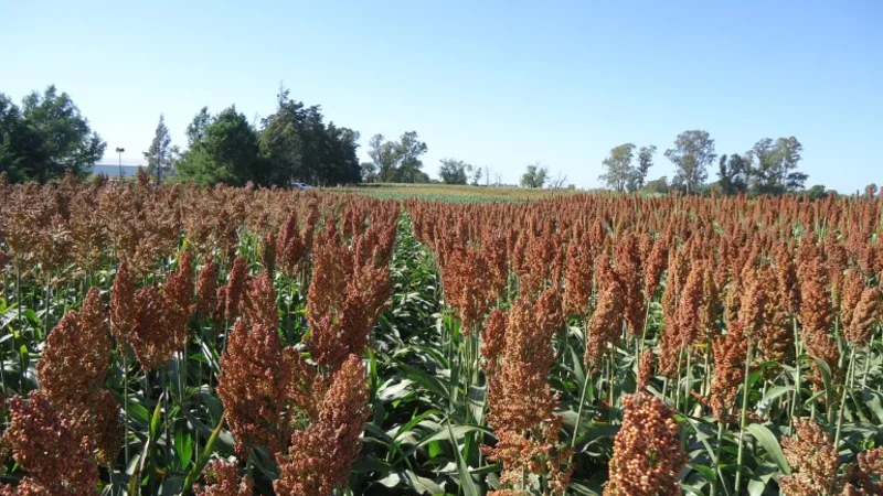 China habilitó la importación de sorgo argentino