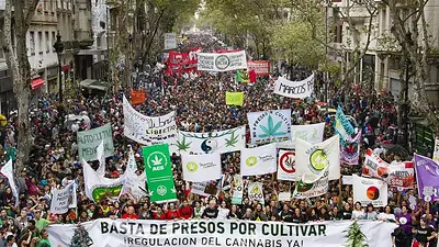 Organizaciones marchan en el centro porteño para pedir que se apruebe el Cannabis Medicinal Organizaciones marchan en el centro porteño para pedir que se apruebe el Cannabis Medicinal