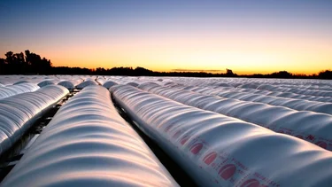 Pese a rebaja de retenciones, los sojeros liquidaron menos que en 2019