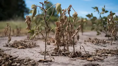 Declaran la emergencia agropecuaria en Córdoba, Corrientes y Chaco Declaran la emergencia agropecuaria en Córdoba, Corrientes y Chaco