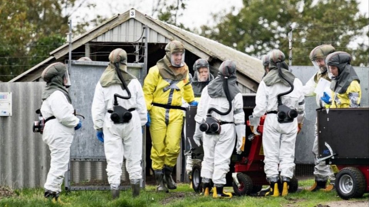 Dinamarca sacrificará millones de visones tras descubrir una mutación del nuevo coronavirus en criaderos