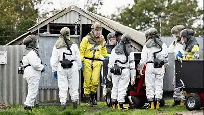 Dinamarca sacrificará millones de visones tras descubrir una mutación del nuevo coronavirus en criaderos Dinamarca sacrificará millones de visones tras descubrir una mutación del nuevo coronavirus en criaderos