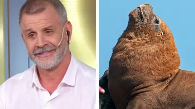 El gran premio de la cocina: compararon a Christian Petersen con el lobo marino de Mar del Plata El gran premio de la cocina: compararon a Christian Petersen con el lobo marino de Mar del Plata