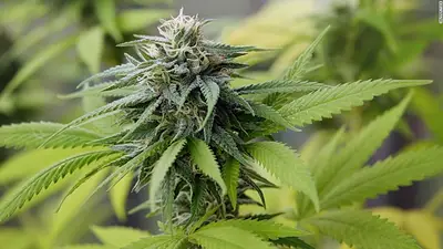 El Gobierno autorizó el cultivo de cannabis medicinal El Gobierno autorizó el cultivo de cannabis medicinal