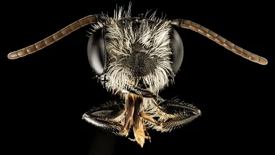 Abeja gigante de Wallace Abeja gigante de Wallace