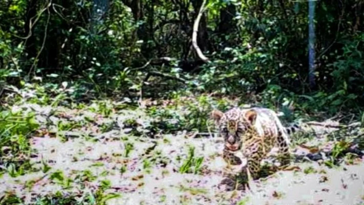Alegría: nacieron dos cachorros de yaguareté, una especie en peligro de extinción