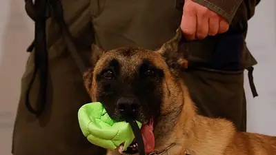 Perros del ejército austriaco se unen a la creciente manada mundial de olfateadores de COVID Perros del ejército austriaco se unen a la creciente manada mundial de olfateadores de COVID