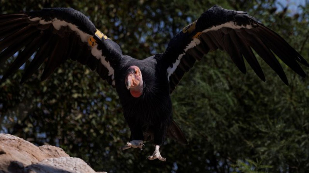 Cóndores de California, en peligro crítico de extinción, pueden reproducirse sin aparearse: estudio