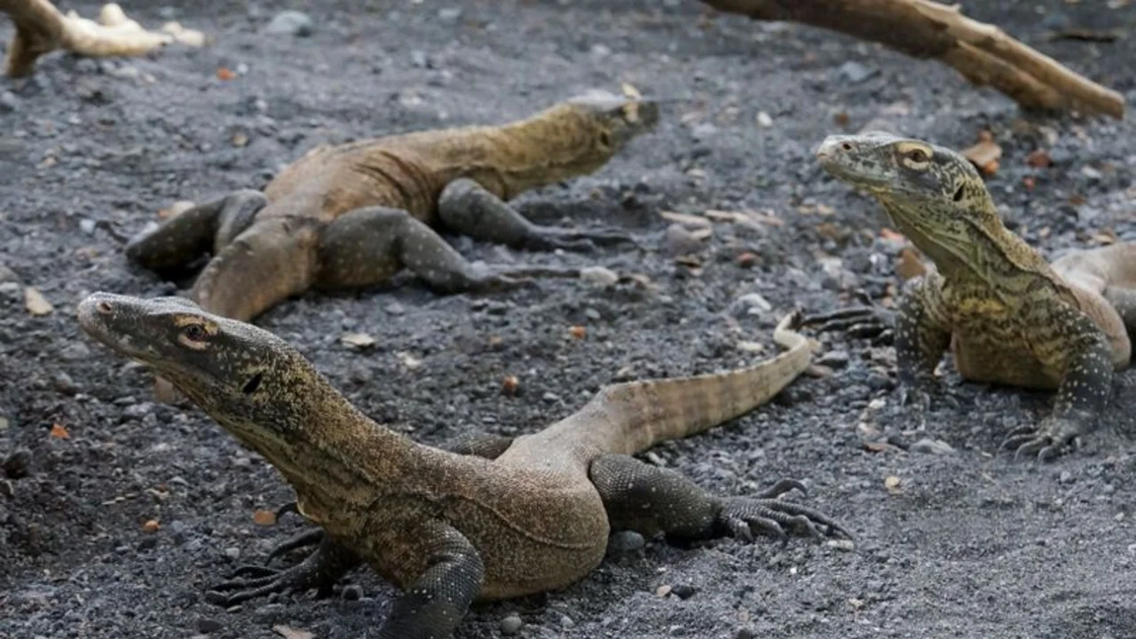 Zoológico de Indonesia cría dragones de Komodo para salvarlos de la extinción