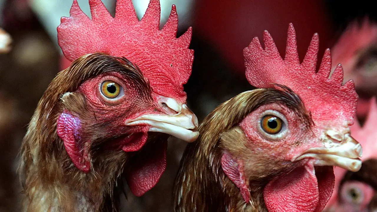 Cambia la ciencia para siempre: científicos lograron que pollos desarrollen características de dinosaurios
