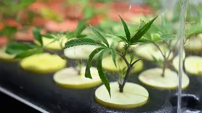 Diputados evalúan los alcances del proyecto regulatorio del cannabis medicinal Diputados evalúan los alcances del proyecto regulatorio del cannabis medicinal