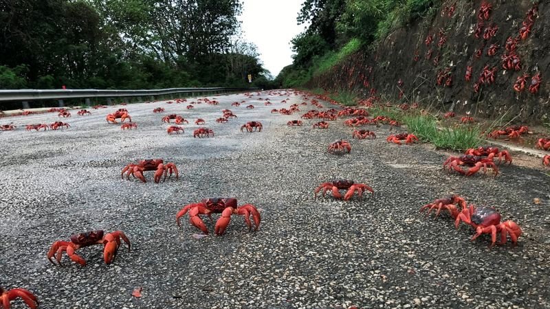 Apareamiento sigiloso: cangrejos migratorios atascan el tráfico en Isla de Navidad