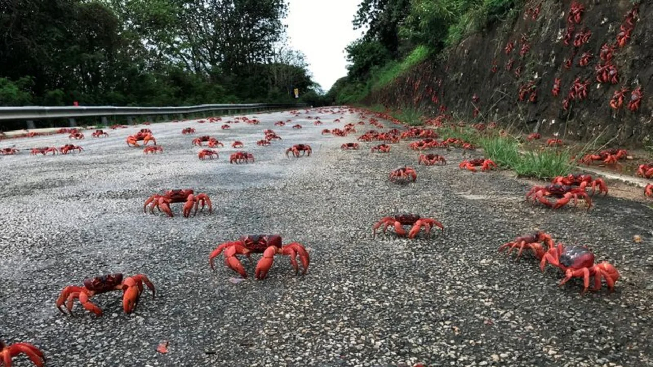 Apareamiento sigiloso: cangrejos migratorios atascan el tráfico en Isla de Navidad