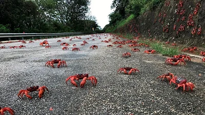 Apareamiento sigiloso: cangrejos migratorios atascan el tráfico en Isla de Navidad Apareamiento sigiloso: cangrejos migratorios atascan el tráfico en Isla de Navidad