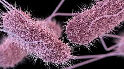 Salmonella Salmonella