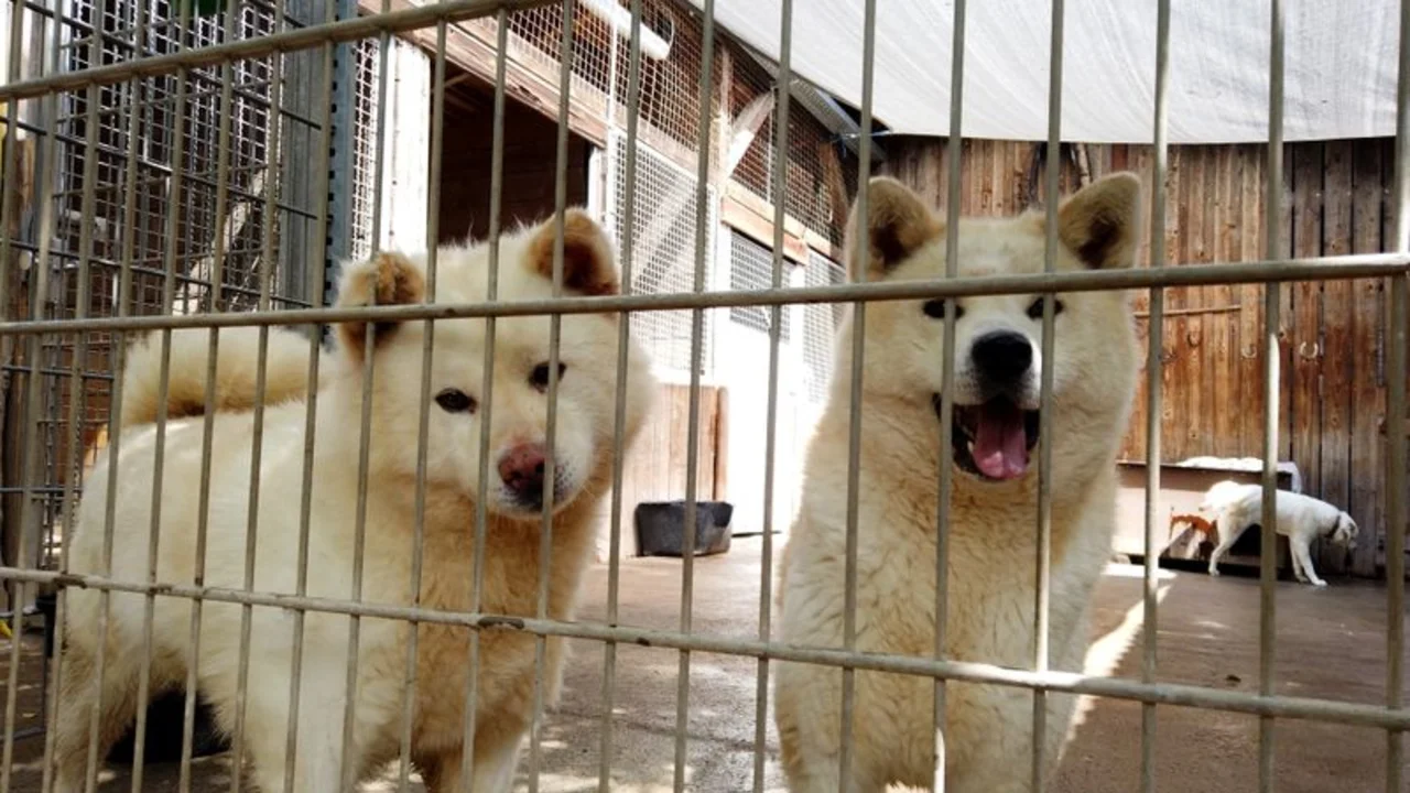 Tu perro ideal según tu signo: refugio aplica rasgos de compatibilidad para adopciones