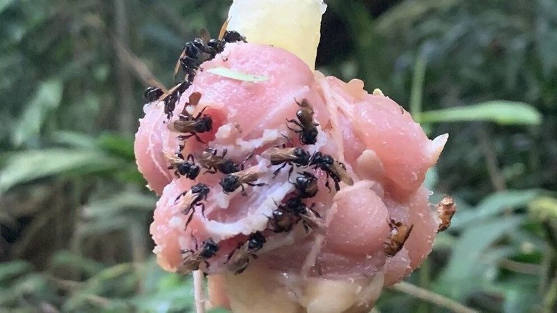 Abejas tropicales
