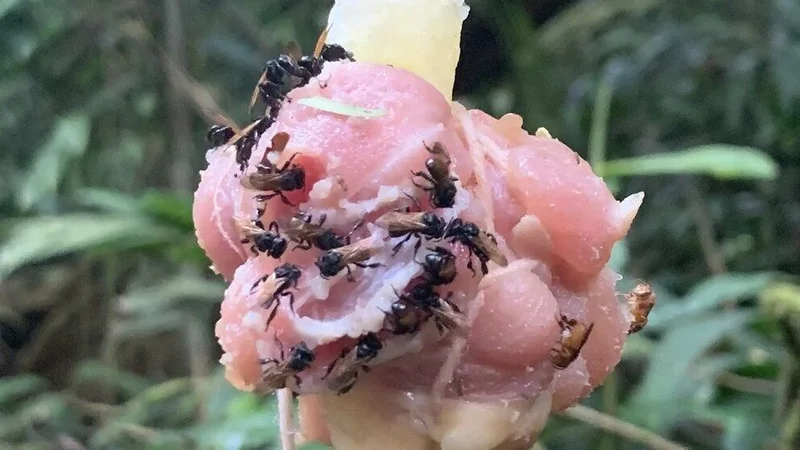 Abejas tropicales