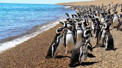 El dueño de un campo aplastó 140 nidos de pingüinos para abrir un camino ilegal en Punta Tombo El dueño de un campo aplastó 140 nidos de pingüinos para abrir un camino ilegal en Punta Tombo
