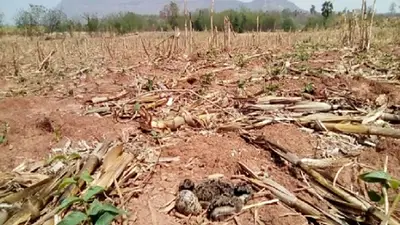 PBA otorgó más de $2 mil millones en créditos al campo por las sequías PBA otorgó más de $2 mil millones en créditos al campo por las sequías