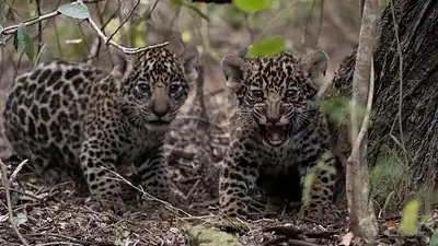 La familia yaguareté regresó a Corrientes para ser liberados en el Iberá La familia yaguareté regresó a Corrientes para ser liberados en el Iberá