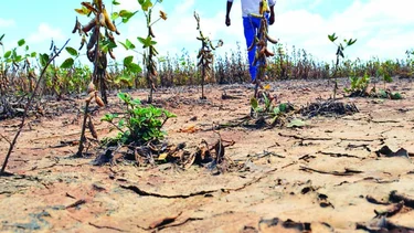Piden que en Mendoza sea declarada la emergencia económica y agropecuaria